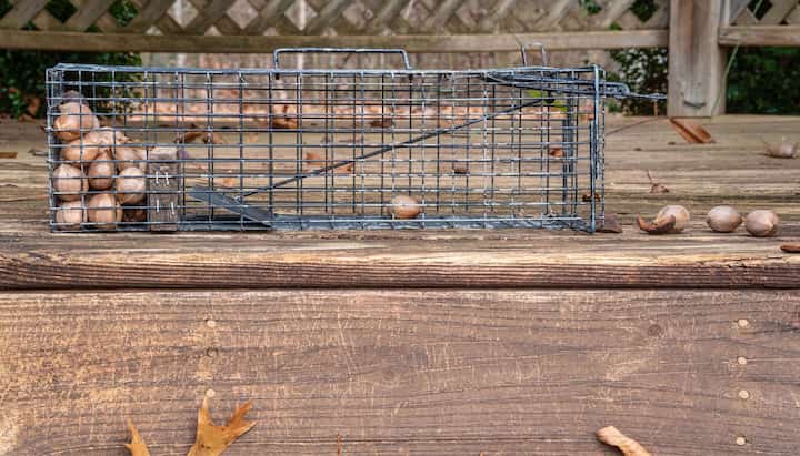 Professional-Wildlife-Control in North Port