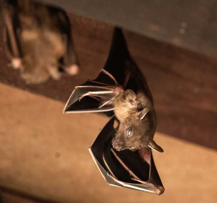 Wildlife-Bats in North Port